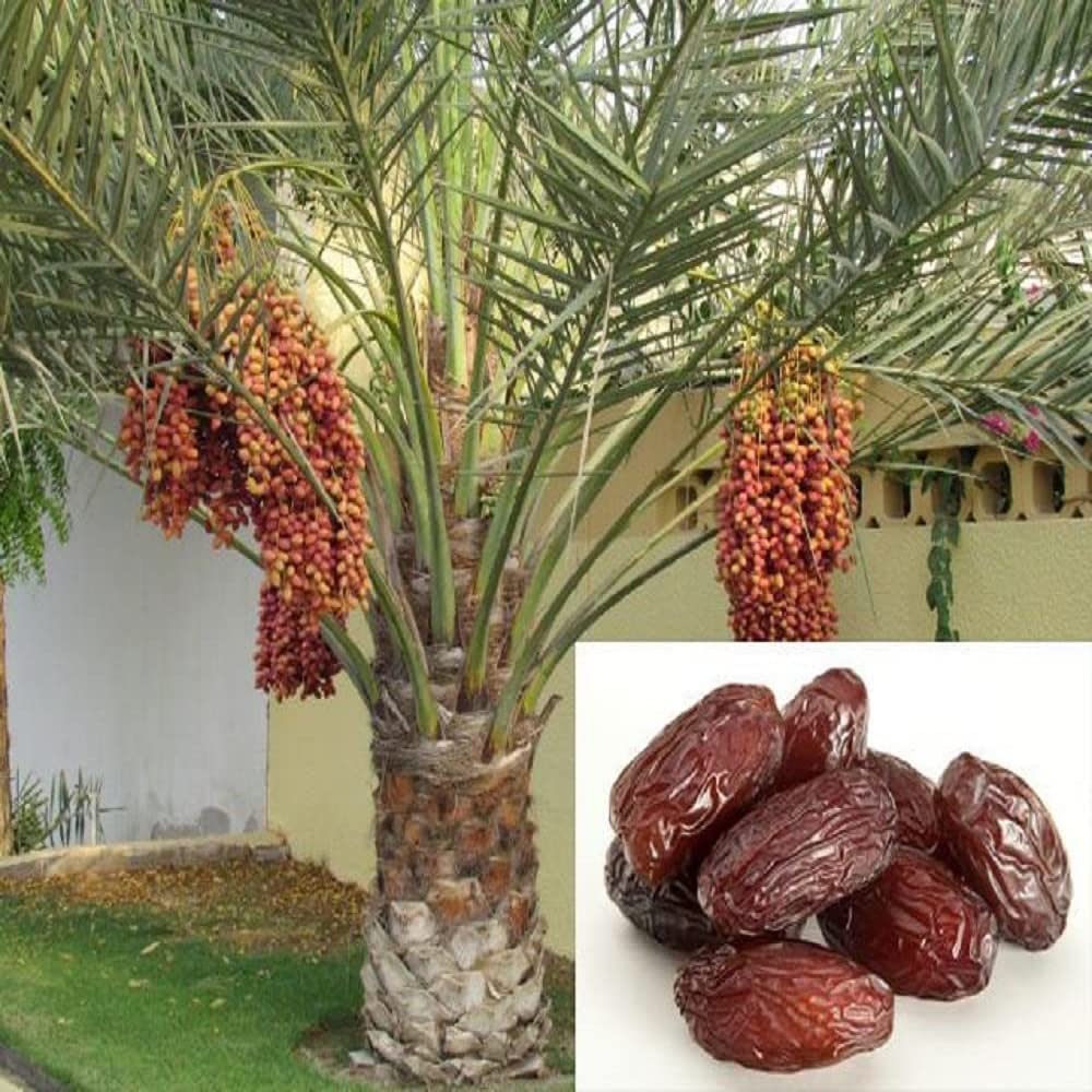 Dates Plants